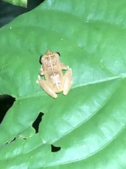 Pristimantis ockendeni