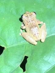 Pristimantis ockendeni