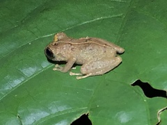 Pristimantis ockendeni