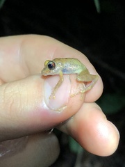 Pristimantis ockendeni