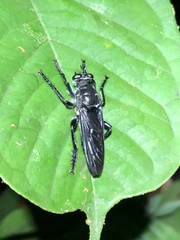 Andrenosomatini