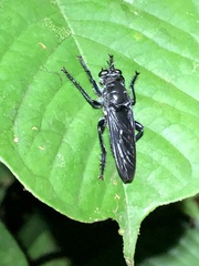 Andrenosomatini