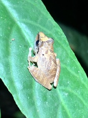 Pristimantis danae