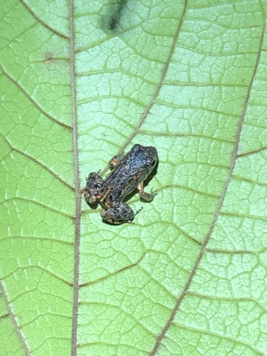 Cocha Chirping Frog, Adenomera andreae