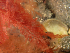 Euptilota formosissima