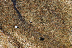 Echinolittorina modesta