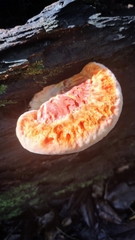 Piptoporellus soloniensis