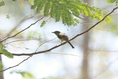 Pericrocotus solaris