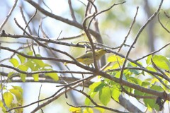 Oriolus chinensis