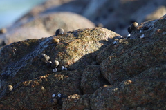 Echinolittorina modesta