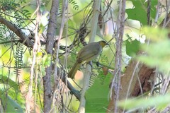 Pycnonotus finlaysoni