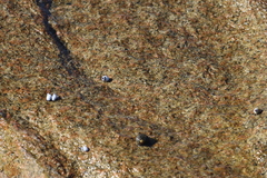 Echinolittorina modesta