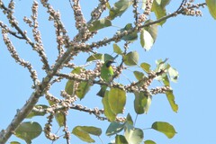 Chloropsis aurifrons