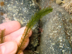 Caulerpa brownii