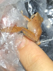 Pristimantis reichlei