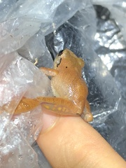 Pristimantis reichlei