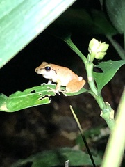 Pristimantis reichlei