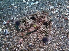 Dactyloptena orientalis