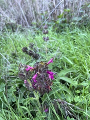 Salvia spathacea