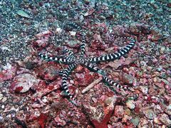 Wunderpus photogenicus