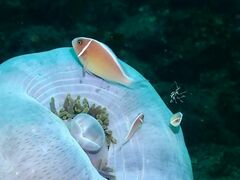 Amphiprion perideraion