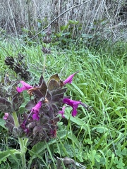 Salvia spathacea