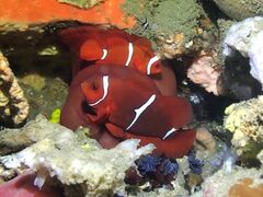Amphiprion biaculeatus