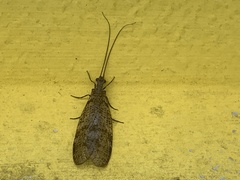 Archichauliodes diversus