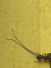 Archichauliodes diversus