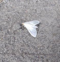 Palpita flegia
