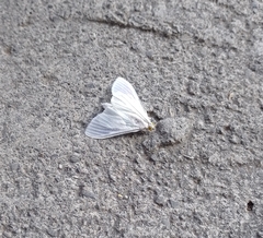 Palpita flegia