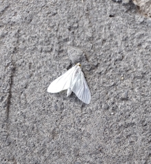Palpita flegia