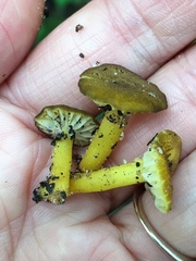 Hygrocybe caespitosa