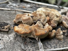 Coriolopsis gallica