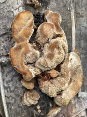 Coriolopsis gallica