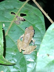 Pristimantis reichlei