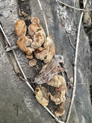 Coriolopsis gallica