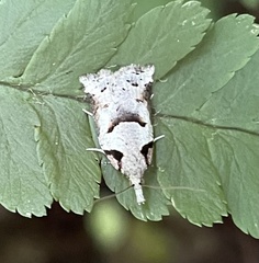 Harmologa amplexana