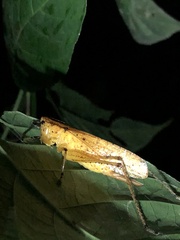 Neoconocephalus stigmaticus