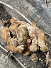 Coriolopsis gallica