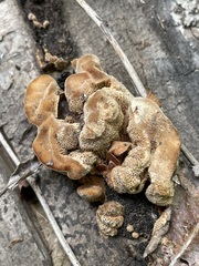 Coriolopsis gallica