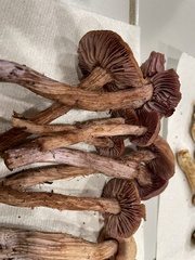 Laccaria amethysteo-occidentalis