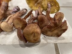 Laccaria amethysteo-occidentalis