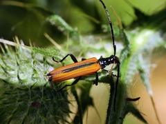 Stenoderus suturalis