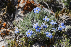 Eritrichium howardii