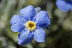 Eritrichium howardii