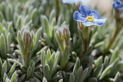 Eritrichium howardii