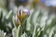 Eritrichium howardii