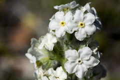 Oreocarya spiculifera