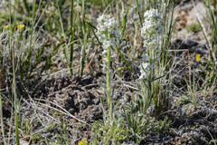 Oreocarya spiculifera